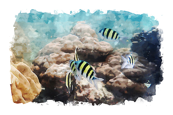 포토 JPG 해외이미지 동물 야생동물 바다 일러스트 자연 수채화 어류 사람없음 물 컬러풀 수중 산호 그림 다이빙 섞기 해외일러스트 자연요소 컬러 수영 수중동물 자포동물 생태계 수중스포츠 파일형식 이미지허브