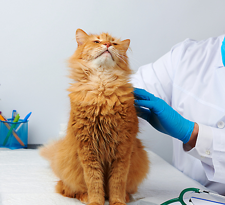 포토 JPG 해외이미지 백인 한마리 남자 장갑 유니폼 청진기 안기 탁자 실내 건강 병원 한명 사람 상반신 성인 옆모습 치료 반려동물 고양이 진료 잡기 동물병원 수의사 돌봄 성인남자한명만 해외포토 서양인 동물 1 잡화 옷 뷰포인트 가구 포유류 의학 의료기기 모션 내부 의사 남자한명만 성인남자만 파일형식 이미지허브