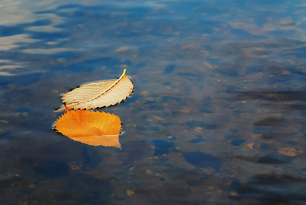 포토 JPG 해외이미지 커플 계절 호수 백그라운드 단풍 잎 2 오렌지 자연 사람없음 야외 물 강 컬러풀 노란색 가을 연못 황금 떨어짐 11월 묘사 웅덩이 10월 강렬 해외포토 자연요소 식물 컬러 컨셉 과일 관계 날짜 생태계 파일형식 이미지허브