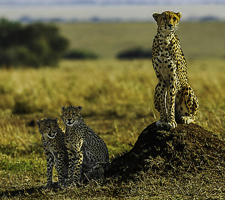 포토 JPG 해외이미지 주간 야생동물 새끼 가족 세마리 앉기 사람없음 야외 아웃포커스 육식동물 치타 해외포토 자연요소 동물 포유류 관계 모션 촬영기법 3 파일형식 이미지허브