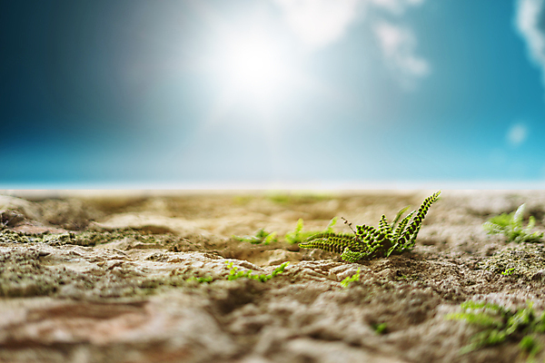 포토 JPG 해외이미지 나무 식물 디자인 벽 백그라운드 컨셉 잎 자연 벽지 하늘 표면 이끼 풍경 사람없음 야외 목재 초록색 빛 새싹 환경 회색 안개 성장 껍질 가을 바위 닫기 큼 시원함 묘사 언덕 질감 보케 시멘트 내추럴 뿌연 옛날 해외포토 계절 컬러 재료 모션 날씨 돌_바위 크기 생태계 파일형식 이미지허브