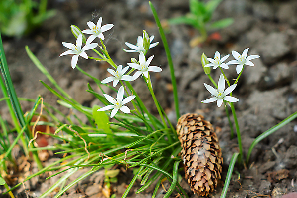 포토 JPG 해외이미지 식물 계절 공원 꽃잎 꽃 유럽 백그라운드 잎 꽃무늬 자연 풍경 사람없음 야외 초록색 여름 정원 봄 성장 벚꽃 흰색 나뭇가지 신선 개화 원예 내추럴 캄파눌라 해외포토 나무 공공시설 나라 컬러 무늬 취미 생태계 파일형식 이미지허브