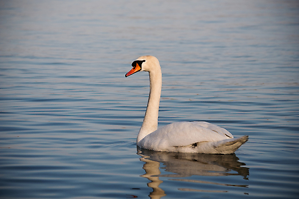 포토 JPG 해외이미지 동물 호수 야생동물 파도 백그라운드 날개 자연 조류 표면 사랑 사람없음 야외 물 파란색 빛 강 반사 머리 평화 봄 흰색 연못 우아함 심볼 순수 깃털 부리 백조 고립 다뉴브강 단아함 동물상 세르비아 해외포토 자연요소 계절 감정 바다 컬러 컨셉 신체부위 조형물 생태계 파일형식 이미지허브