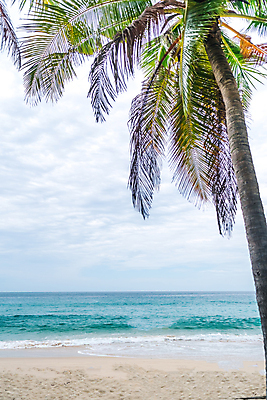 포토 JPG 해외이미지 나무 식물 1 실루엣 백그라운드 잎 패턴 자연 하늘 추상 휴가 손바닥 사람없음 야외 초록색 파란색 빛 태양 파티 정원 맑음 흰색 나뭇가지 신선 도시 뜨거움 화려 소프트포커스 숲 질감 보케 내추럴 고립 더블 블러 옛날 스타일 효과 해외포토 자연요소 손 컬러 컨셉 무늬 날씨 촬영기법 이벤트 생태계 파일형식 이미지허브