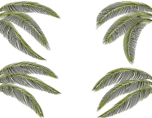 EPS 해외이미지 나무 식물 디자인 섬 백그라운드 잎 패턴 일러스트 자연 벽지 손바닥 미술 장식 초록색 여름 컬러풀 유행 정원 봄 수확 흰색 나뭇가지 직물 인쇄 사파리 그림 질감 하와이 캘리포니아 브라질 고립 아열대 이국적 인기 해외일러스트 손 계절 컬러 무늬 농업 문화예술 미국 남아메리카 생태계 파일형식 벡터 이미지허브