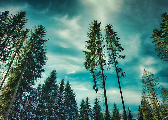 포토 JPG 해외이미지 구름 응시 계절 지구 야생동물 자연 하늘 바닥 사람없음 목재 가로 초록색 파란색 빛 햇빛 귀여움 환경 어둠 성장 흰색 시골 소나무 황무지 큼 12월 아래 즐거움 상승 각도 장면 마법 천국 전나무 원뿔 삼림지대 해외포토 자연요소 도형 나무 동물 시선 감정 컬러 컨셉 재료 태양 날짜 숲 크기 방향 생태계 위치 파일형식 이미지허브