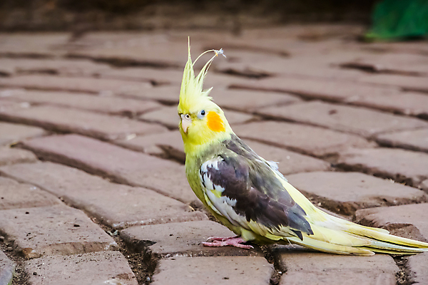 포토 JPG 해외이미지 동물 여자 남자 조류 성인 사람없음 반려동물 노란색 머리 회색 흰색 호주 작음 앵무새 새장 갈기 잡종 동반자 이국적 인기 해외포토 컬러 사람 신체부위 오세아니아 크기 케이지 파일형식 이미지허브
