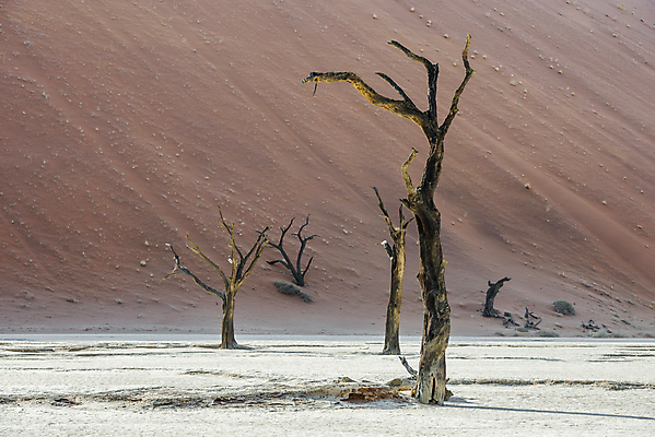 포토 JPG 해외이미지 나무 공원 모래 여행 백그라운드 겨울 오렌지 아프리카 자연 산 건조 풍경 사람없음 야외 가로 햇빛 환경 계곡 사막 죽음 뜨거움 고독 모래언덕 버리기 시력 소금 점토 나미비아 전국 카피스페이스 해외포토 식물 계절 공공시설 감정 나라 과일 모션 태양 공백 언덕 생태계 남아프리카 파일형식 이미지허브
