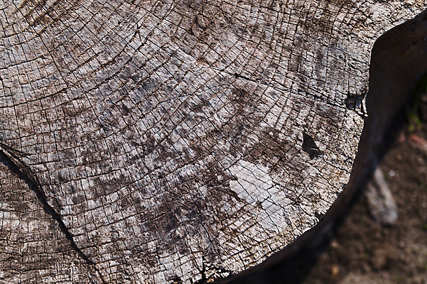 포토 JPG 해외이미지 나무 디자인 벽 백그라운드 패턴 자연 벽지 표면 날씨 추상 사람없음 목재 장식 울타리 갈색 어둠 손상 회색 수확 골동품 시골 판넬 거친 균열 널 낟알 묘사 질감 복고 내추럴 그런지 엘리먼트 옛날 중고 노화 해외포토 식물 컬러 컨셉 무늬 농업 재료 모션 담장 생태계 파일형식 이미지허브