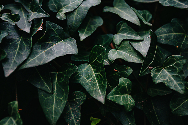 포토 JPG 해외이미지 백그라운드 잎 자연 사람없음 초록색 해외포토 식물 컬러 생태계 파일형식 이미지허브