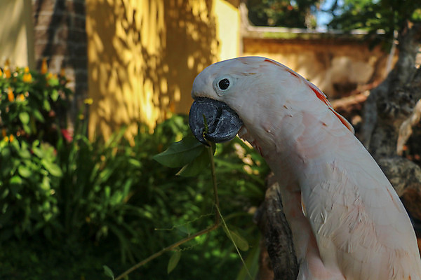 포토 JPG 해외이미지 나무 식물 동물 캐릭터 디자인 꽃 행복 야생동물 분홍색 백그라운드 잎 날개 일러스트 자연 조류 동물원 손바닥 미술 사람없음 그래픽 장식 여름 반려동물 컬러풀 노란색 검은색 흰색 만화 깃털 그림 부리 앵무새 내추럴 고립 동물상 이국적 현실 해외포토 손 계절 감정 컬러 문화예술 조형물 생태계 파일형식 이미지허브