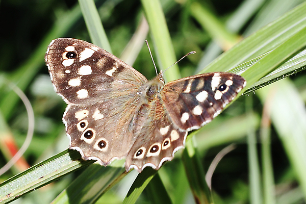포토 JPG 해외이미지 식물 동물 꽃잎 꽃 야생동물 나비 곤충 날개 자연 영국 안테나 사람없음 가로 여름 정원 침묵 봄 활발 가을 변화 우아함 닫기 나방 취급주의 해외포토 계절 유럽 컨셉 통신 모션 경고 소리 생태계 파일형식 이미지허브