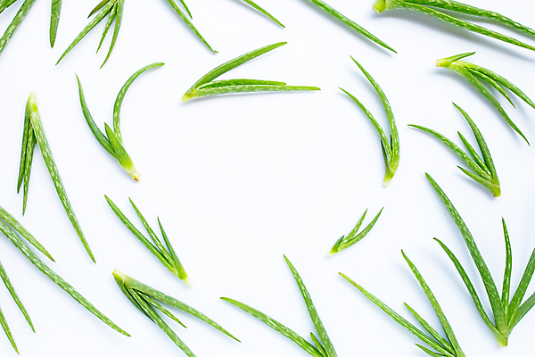 포토 JPG 해외이미지 스튜디오촬영 실내 사람없음 흰배경 알로에 해외포토 식물 백그라운드 내부 흰색 파일형식 이미지허브