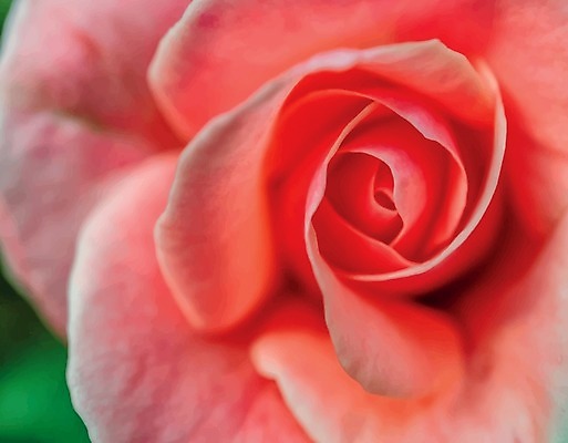 EPS 해외이미지 식물 1 기념일 꽃잎 꽃 줄기 분홍색 꽃다발 결혼 백그라운드 잎 꽃무늬 패턴 일러스트 자연 벽지 휴가 발렌타인데이 선물 사랑 장식 빨간색 초록색 여름 장미 정원 봄 벚꽃 흰색 축하 신선 다발 오브젝트 싱글 원예 열정 내추럴 고립 해외일러스트 계절 감정 컬러 컨셉 무늬 데이이벤트 이벤트 취미 생태계 파일형식 벡터 이미지허브