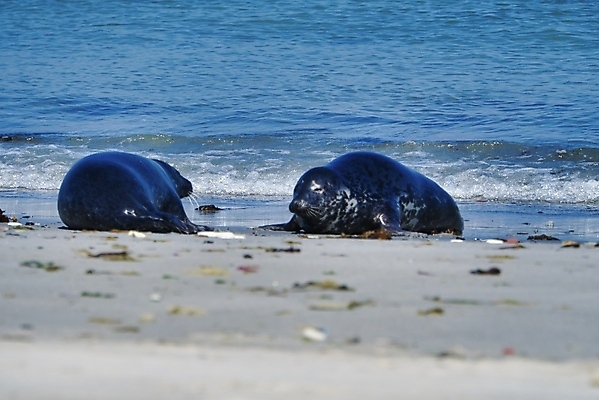 포토 JPG 해외이미지 동물 유럽 야생동물 모래 파도 바다 섬 포유류 자연 털 독일 종류 성인 사람없음 야외 물 파란색 머리 수영 회색 만 물개 북쪽 대서양 내추럴 해외포토 자연요소 나라 컬러 사람 신체부위 바다동물 수상스포츠 방향 생태계 파일형식 이미지허브
