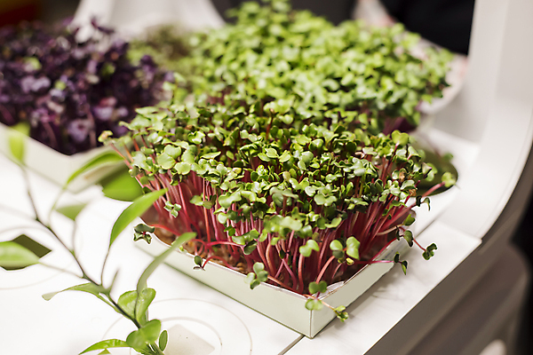 포토 JPG 해외이미지 식물 음식 잎 다이어트 채소 재료 건강 사람없음 초록색 새싹 흙 샐러드 성장 시골 신선 시장 소프트포커스 발사 허브 에코 유기농 원예 건강식 모종 영양분 채식주의자 비건 해외포토 웰빙 컬러 촬영기법 취미 환경 채식 파일형식 이미지허브