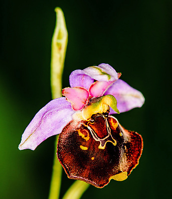 포토 JPG 해외이미지 식물 꽃 백그라운드 꽃무늬 자연 독일 사람없음 빨간색 초록색 환경 행운 난초 보호 습지 멸종 목차 해외포토 유럽 컬러 컨셉 무늬 생태계 파일형식 이미지허브