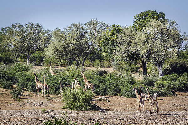 포토 JPG 해외이미지 동물 야생동물 포유류 아프리카 자연 국립공원 풍경 사람없음 관광지 그룹 황무지 보호 군중 강가 기린 사파리 서식지 남아프리카 보츠와나 보호구역 해외포토 멸종위기종 공원 나라 여행 컨셉 사람 강 생태계 구역 파일형식 이미지허브