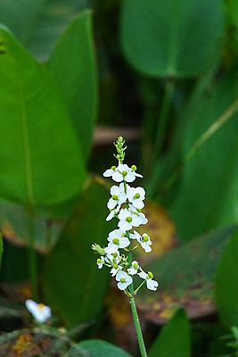 포토 JPG 해외이미지 식물 꽃 자연 사람없음 습지 플로리다 해외포토 미국 생태계 파일형식 이미지허브