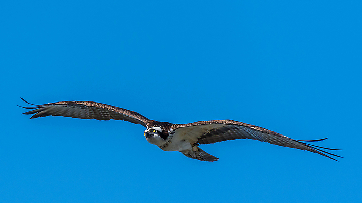포토 JPG 해외이미지 동물 야생동물 북아메리카 조류 사람없음 미국 플로리다 해외포토 아메리카 파일형식 이미지허브