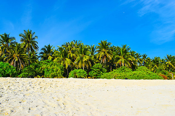 포토 JPG 해외이미지 나무 식물 모래 바다 섬 여행 백그라운드 자연 하늘 휴가 휴식 손바닥 그림자 풍경 사람없음 물 여름 파란색 햇빛 태양 맑음 침묵 시골 휴양지 코코넛 천국 석호 몰디브 이국적 터키석 파라다이스 해외포토 자연요소 손 계절 아시아 컬러 컨셉 과일 날씨 소리 장소 보석 생태계 파일형식 이미지허브