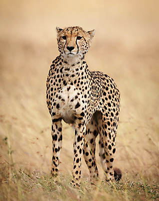 포토 JPG 해외이미지 주간 한마리 야생동물 사람없음 야외 아웃포커스 육식동물 치타 해외포토 자연요소 동물 1 포유류 촬영기법 파일형식 이미지허브