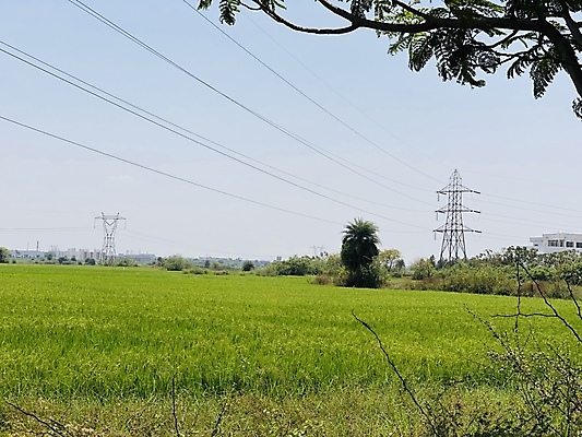 포토 JPG 해외이미지 나무 식물 공원 산업 선 잎 밭 농업 자연 하늘 풍경 사람없음 야외 목재 초록색 여름 파란색 햇빛 환경 탑 힘 봄 에너지 나뭇가지 시골 숲 큼 장면 철사 나무껍질 봉 철탑 내추럴 옛날 전압 수평선 해외포토 건축물 계절 공공시설 컬러 재료 태양 껍질 크기 생태계 파일형식 이미지허브