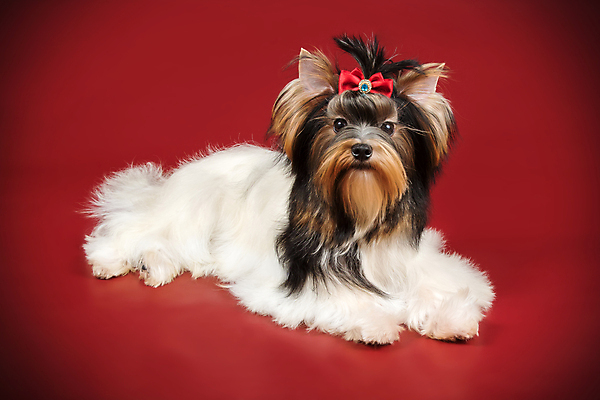 포토 JPG 해외이미지 동물 1 행복 새끼 백그라운드 새로움 털 미소 사람없음 빨간색 반려동물 귀여움 검은색 거울 흰색 개 달콤 강아지 작음 요크셔테리어 테리어 활 솜털 송곳니 기르기 비버 삼색 해외포토 감정 컬러 컨셉 포유류 표정 맛 치아 크기 돌봄 파일형식 이미지허브