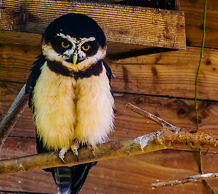 포토 JPG 해외이미지 동물 여자 남자 아시아 얼굴 백그라운드 자연 조류 동물원 종류 동양인 성인 사람없음 목재 반려동물 갈색 머리 야간 깃털 부엉이 새장 남쪽 이국적 인기 진실 히말라야 해외포토 자연요소 나무 나라 컬러 재료 사람 인종 신체부위 방향 생태계 케이지 파일형식 산맥 이미지허브