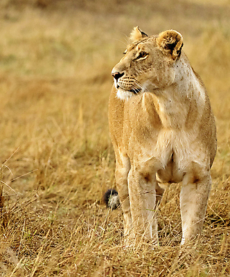 포토 JPG 해외이미지 주간 한마리 야생동물 초원 사람없음 야외 육식동물 암사자 해외포토 자연요소 동물 1 사자 암컷 파일형식 이미지허브