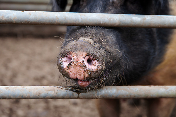 포토 JPG 해외이미지 동물 얼굴 분홍색 농업 포유류 자연 털 돼지고기 사람없음 야외 울타리 농장 검은색 가축 흰색 시골 돼지 바 닫기 큼 뿌리기 묘사 코 냄새 펜싱 진흙 주둥이 밭일 해외포토 산업 스포츠 컬러 모션 육류 신체부위 담장 크기 생태계 파일형식 이미지허브