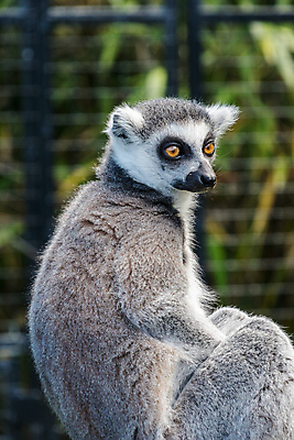 포토 JPG 해외이미지 동물 1 공원 야생동물 포유류 아프리카 자연 동물원 사람없음 검은색 흰색 원숭이 반지 닫기 숲 열대우림 꼬리 여우원숭이 해외포토 공공시설 나라 컬러 장신구 모션 생태계 파일형식 이미지허브