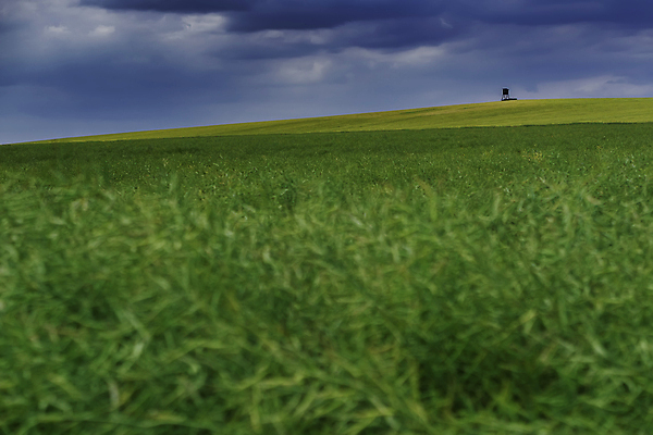 포토 JPG 해외이미지 식물 구름 계절 백그라운드 밭 농업 자연 하늘 풍경 사람없음 야외 초록색 여름 파란색 농작물 농장 환경 맑음 시골 땅 밀 장면 내추럴 땅바닥 밭일 해외포토 자연요소 산업 컬러 날씨 곡류 바닥 생태계 파일형식 이미지허브