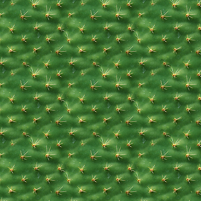 포토 JPG 해외이미지 식물 디자인 꽃 백그라운드 잎 꽃무늬 패턴 자연 추상 선인장 사람없음 초록색 정원 신선 가시 닫기 위험 척추 묘사 질감 날카로움 스파이크 내추럴 이국적 해외포토 컬러 컨셉 무늬 모션 뼈 생태계 파일형식 이미지허브