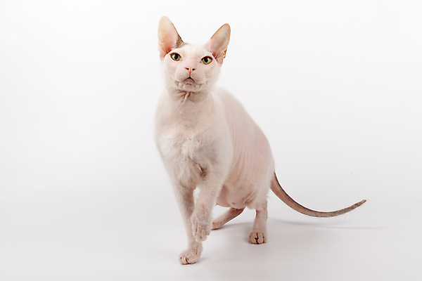 포토 JPG 해외이미지 한마리 실내 서기 사람없음 반려동물 귀여움 고양이 흰배경 앞발든 스핑크스고양이 반려묘 해외포토 동물 1 백그라운드 컨셉 포유류 모션 내부 흰색 파일형식 이미지허브