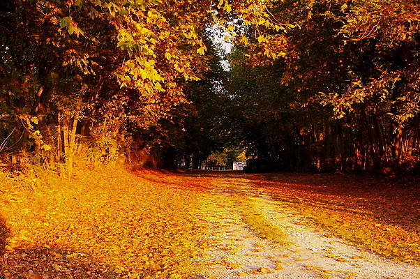포토 JPG 해외이미지 나무 계절 유럽 도로 길 벽 여행 잎 오렌지 창문 자국 자연 풍경 사람없음 야외 컬러풀 노란색 여행객 프랑스 가을 바위 시골 황금 숲 오솔길 장면 내추럴 프랑스어 방법 선로 그리너리 해외포토 식물 문자 나라 컬러 과일 교통시설 사람 돌_바위 생태계 파일형식 트랜드컬러 이미지허브