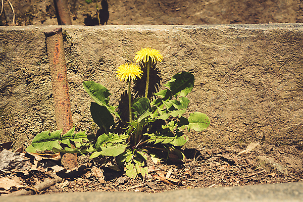 포토 JPG 해외이미지 식물 커플 꽃 컨셉 잎 2 관계 거리 함께함 그림자 사람없음 야외 초록색 햇빛 노란색 환경 금속 맑음 희망 봄 도시 민들레 부식 먼지 봉 땅바닥 생태학 해외포토 계절 교육 감정 컬러 재질 날씨 바닥 태양 파일형식 이미지허브