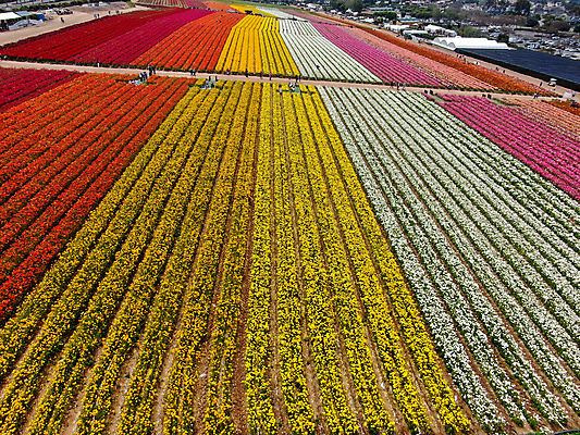 포토 JPG 해외이미지 식물 계절 꽃잎 꽃 분홍색 백그라운드 꽃무늬 밭 농업 오렌지 비즈니스 자연 노동자 풍경 사람없음 빨간색 초록색 여름 컬러풀 농장 노란색 여행객 정원 미국 봄 벚꽃 시골 언덕 캘리포니아 양귀비 조감도 해외포토 직업 산업 컬러 북아메리카 무늬 과일 사람 생태계 파일형식 이미지허브