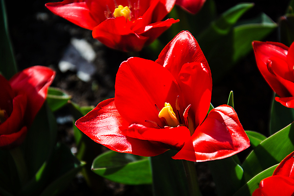포토 JPG 해외이미지 나무 식물 계절 공원 꽃 길 호수 꽃다발 여행 백그라운드 꽃무늬 밭 자연 풍경 잔디 사람없음 장식 빨간색 초록색 여름 빛 컬러풀 정원 봄 튤립 벚꽃 신선 개화 네덜란드 암스테르담 히아신스 해외포토 공공시설 유럽 컬러 무늬 농업 생태계 파일형식 이미지허브