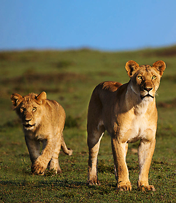 포토 JPG 해외이미지 주간 야생동물 새끼 두마리 사람없음 야외 아웃포커스 육식동물 암사자 해외포토 자연요소 동물 2 촬영기법 사자 암컷 파일형식 이미지허브