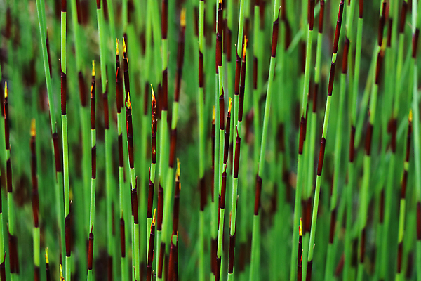 포토 JPG 해외이미지 식물 선 줄기 백그라운드 패턴 자연 프레임 사람없음 야외 가로 빨간색 초록색 갈색 환경 정원 사진촬영 활발 성장 망토 대나무 질감 네온 상록수 내추럴 남아프리카 영원 그리너리 해외포토 나무 컬러 컨셉 무늬 아프리카 촬영 생태계 파일형식 트랜드컬러 이미지허브