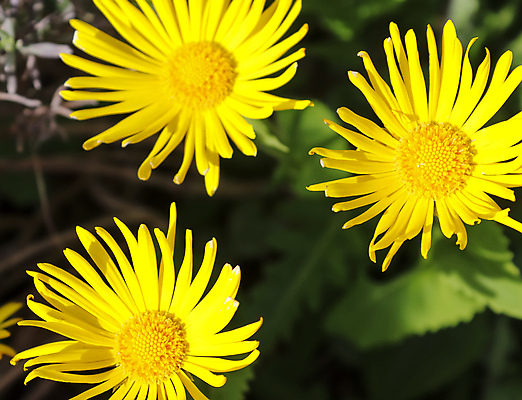 포토 JPG 해외이미지 나무 식물 계절 공원 꽃잎 꽃 분홍색 꽃다발 잎 꽃무늬 밭 오렌지 자연 해바라기 풍경 사람없음 빨간색 여름 컬러풀 햇빛 노란색 정원 보라색 봄 튤립 벚꽃 신선 개화 클로버 민들레 질감 데이지 아이비 라벤더 내추럴 히아신스 해외포토 공공시설 컬러 무늬 농업 과일 태양 허브 생태계 파일형식 이미지허브