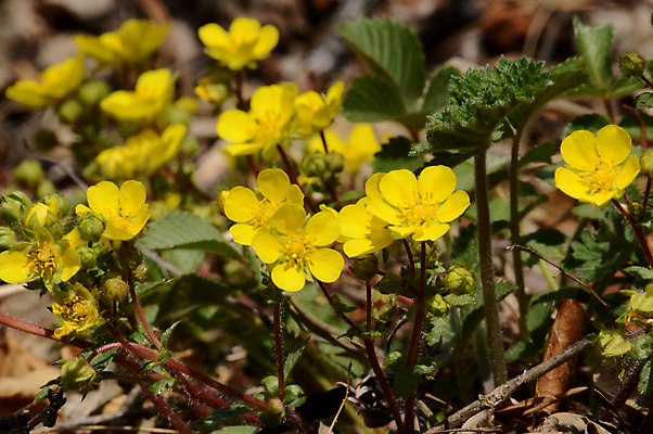 포토 JPG 해외이미지 식물 꽃잎 꽃 자연 사람없음 봄 숲 그리너리 해외포토 계절 생태계 파일형식 트랜드컬러 이미지허브