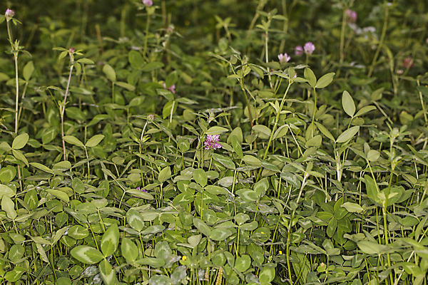 포토 JPG 해외이미지 식물 공원 야생동물 음식 백그라운드 잎 자연 3 풍경 잔디 사람없음 야외 목재 초록색 환경 카펫 들꽃 하트 신선 행운 성자 선택 클로버 토끼풀 숲 심볼 순수 보케 아일랜드 내추럴 삼림지대 생태학 식용 해외포토 모양 나무 동물 공공시설 교육 꽃 유럽 종교 컬러 컨셉 재료 생태계 파일형식 이미지허브