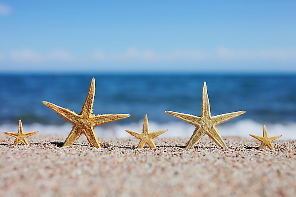 포토 JPG 해외이미지 주간 모래 불가사리 해변 사람없음 야외 해외포토 자연요소 바다 극피동물 파일형식 이미지허브