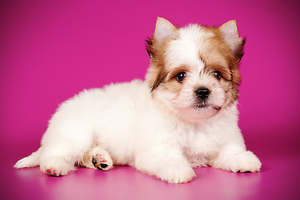 포토 JPG 해외이미지 동물 1 행복 새끼 백그라운드 새로움 털 미소 사람없음 빨간색 반려동물 귀여움 검은색 거울 흰색 개 달콤 강아지 작음 요크셔테리어 테리어 활 솜털 송곳니 기르기 비버 삼색 해외포토 감정 컬러 컨셉 포유류 표정 맛 치아 크기 돌봄 파일형식 이미지허브