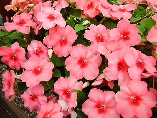 포토 JPG 해외이미지 식물 꽃잎 꽃 분홍색 백그라운드 잎 꽃무늬 자연 사람없음 야외 장식 빨간색 초록색 컬러풀 환경 정원 맑음 봄 벚꽃 나뭇가지 신선 개화 허브 관목 원예 내추럴 영원 해외포토 나무 계절 컬러 무늬 날씨 취미 생태계 파일형식 이미지허브