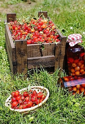 포토 JPG 해외이미지 음식 과일 건강 사람없음 빨간색 신선 체리 오르간 달콤 해외포토 컬러 건반악기 맛 파일형식 이미지허브