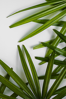 포토 JPG 해외이미지 나무 식물 디자인 공원 벽 백그라운드 컨셉 잎 패턴 자연 건강 손바닥 사람없음 장식 초록색 여름 빛 환경 정원 봄 줄무늬 수확 성장 흰색 나뭇가지 신선 숲 묘사 유기농 질감 하와이 내추럴 생태학 이국적 그리너리 해외포토 손 웰빙 계절 공공시설 교육 컬러 무늬 농업 미국 생태계 파일형식 트랜드컬러 이미지허브