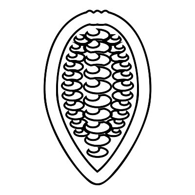 EPS 해외이미지 식물 열매 음식 과일 일러스트 재료 자연 디저트 콩 옥수수 씨앗 초콜릿 검은색 견과류 껍질 달콤 낟알 먹기 윤곽 코코아 내추럴 고립 꼬투리 이국적 카카오 해외일러스트 음료 컬러 모션 곡류 맛 생태계 파일형식 벡터 이미지허브